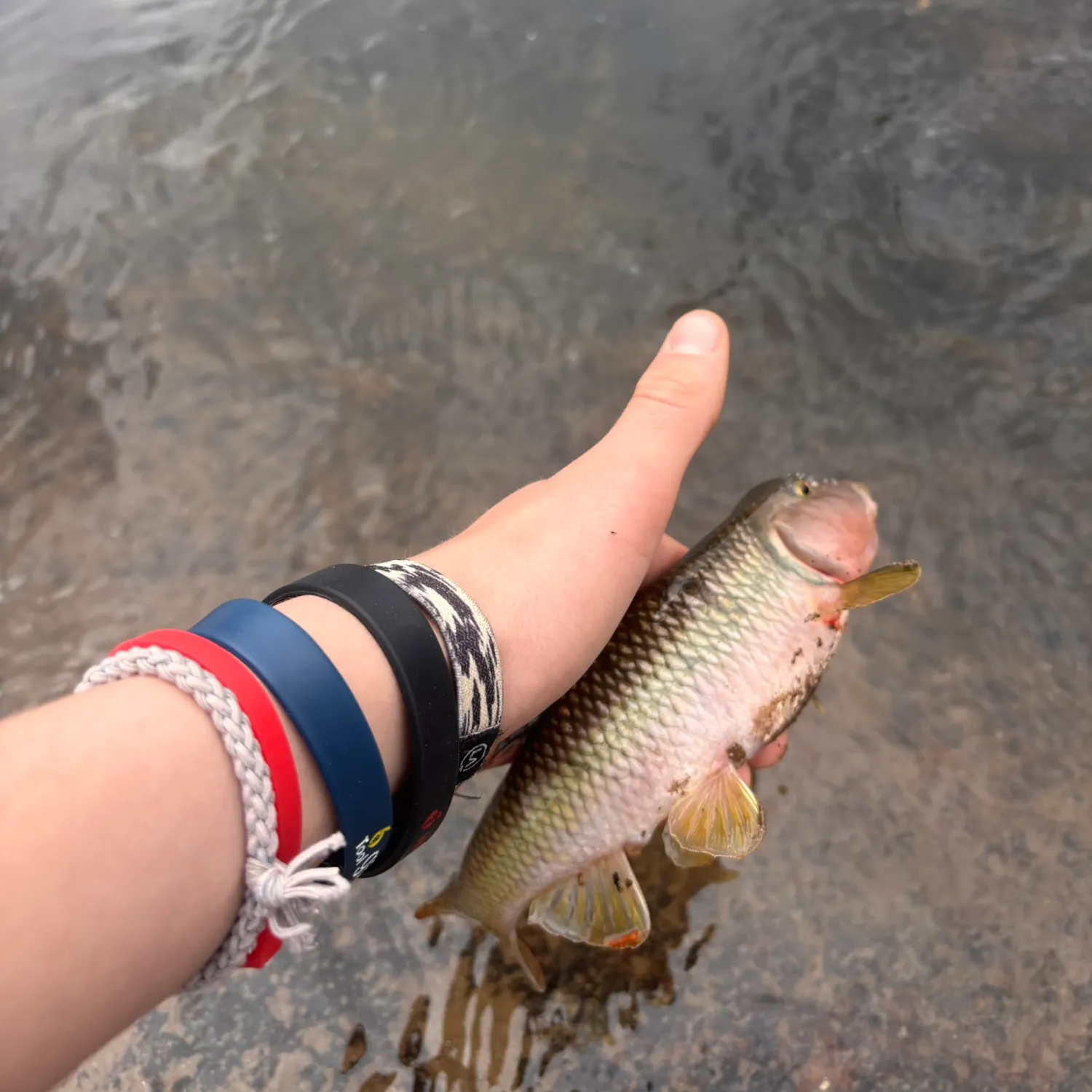 The most recent Bull chub catches on Fishbrain