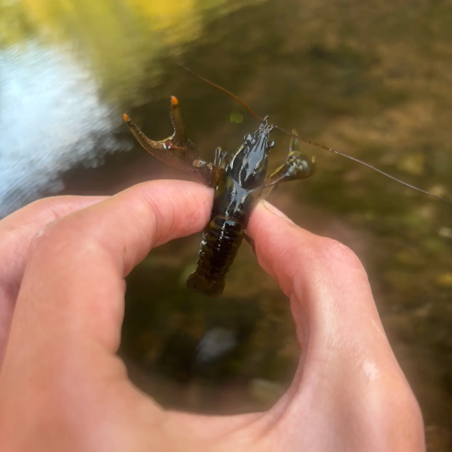 The most recent Northern clearwater crayfish catches on Fishbrain
