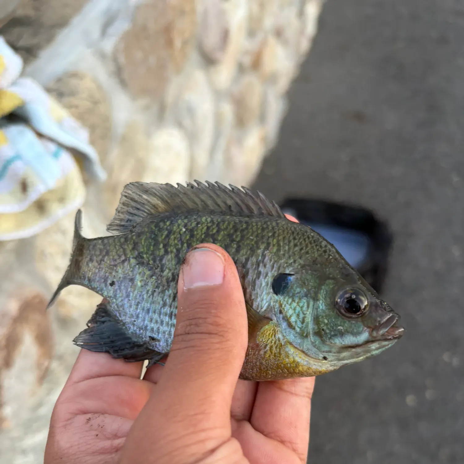 Bluegill caught on Fishbrain