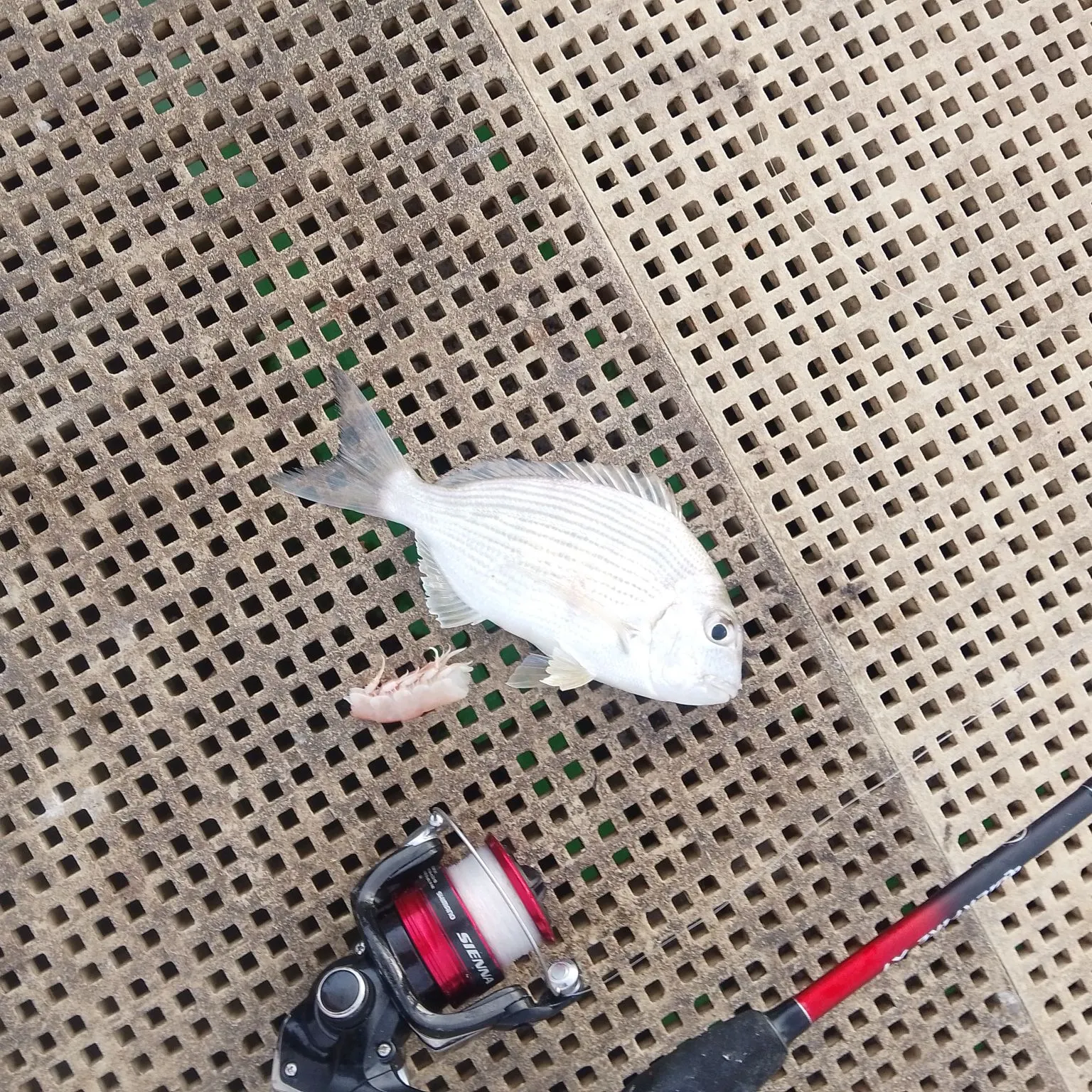 Goldlined seabream caught on Fishbrain