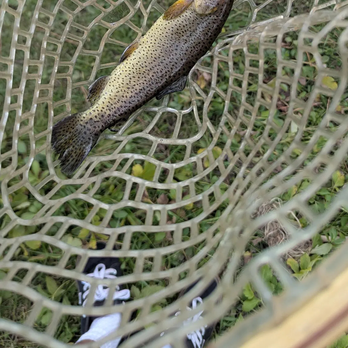 Apache trout caught on Fishbrain