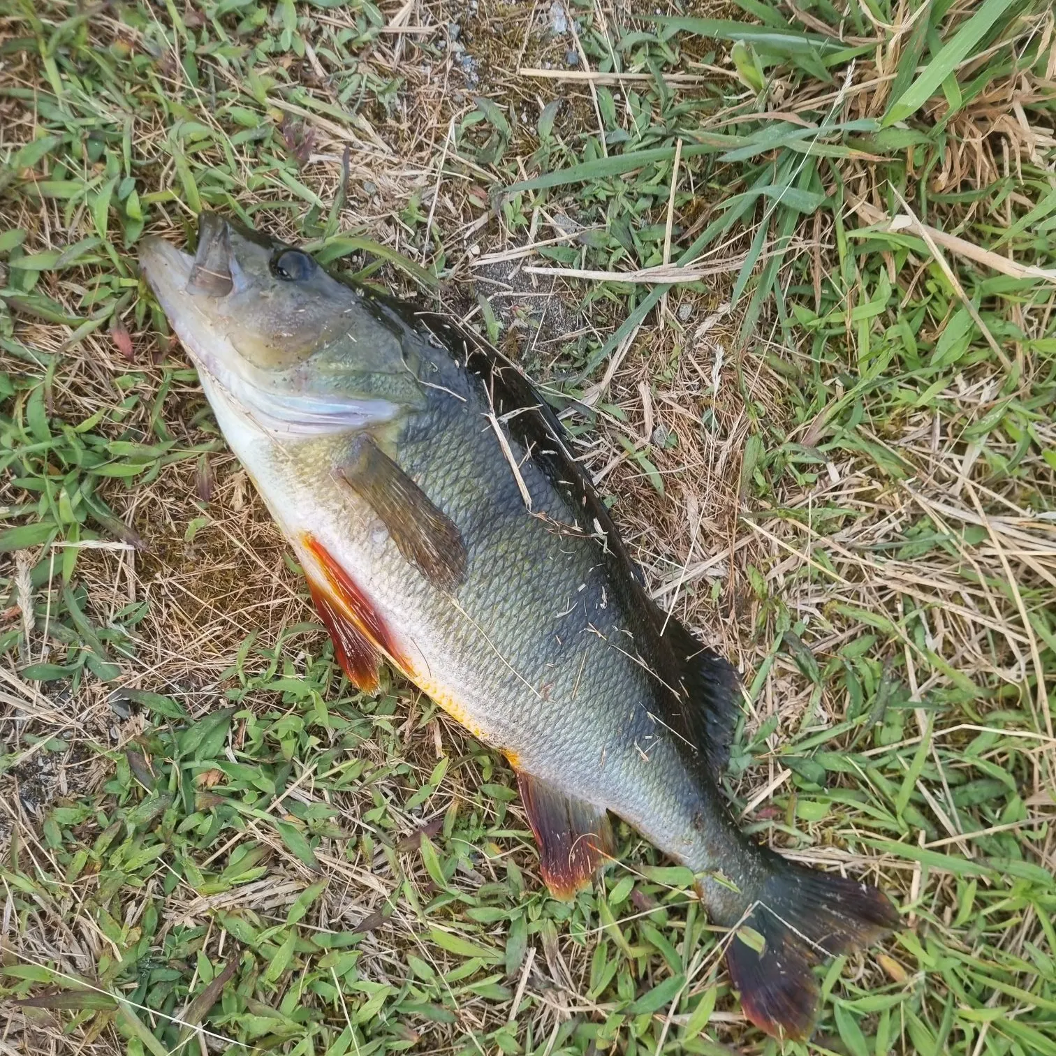 European perch caught on Fishbrain
