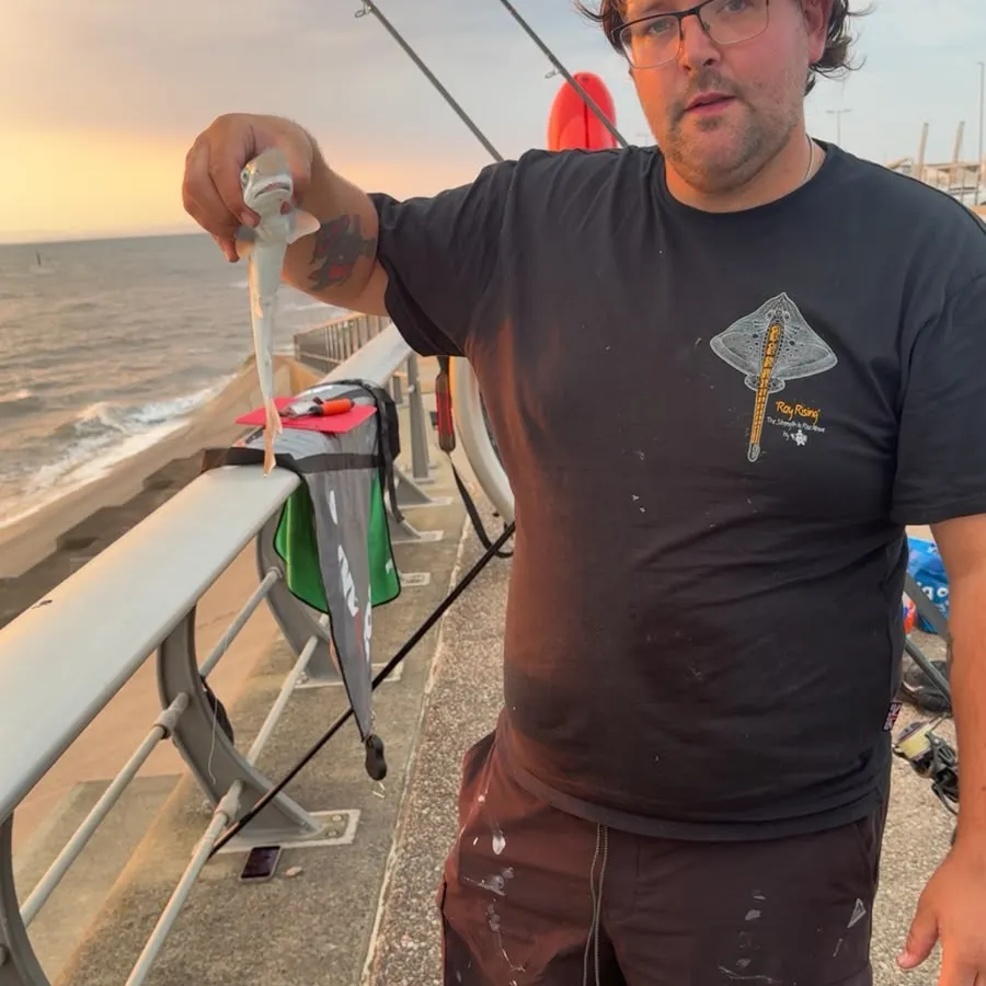 Tope shark caught on Fishbrain