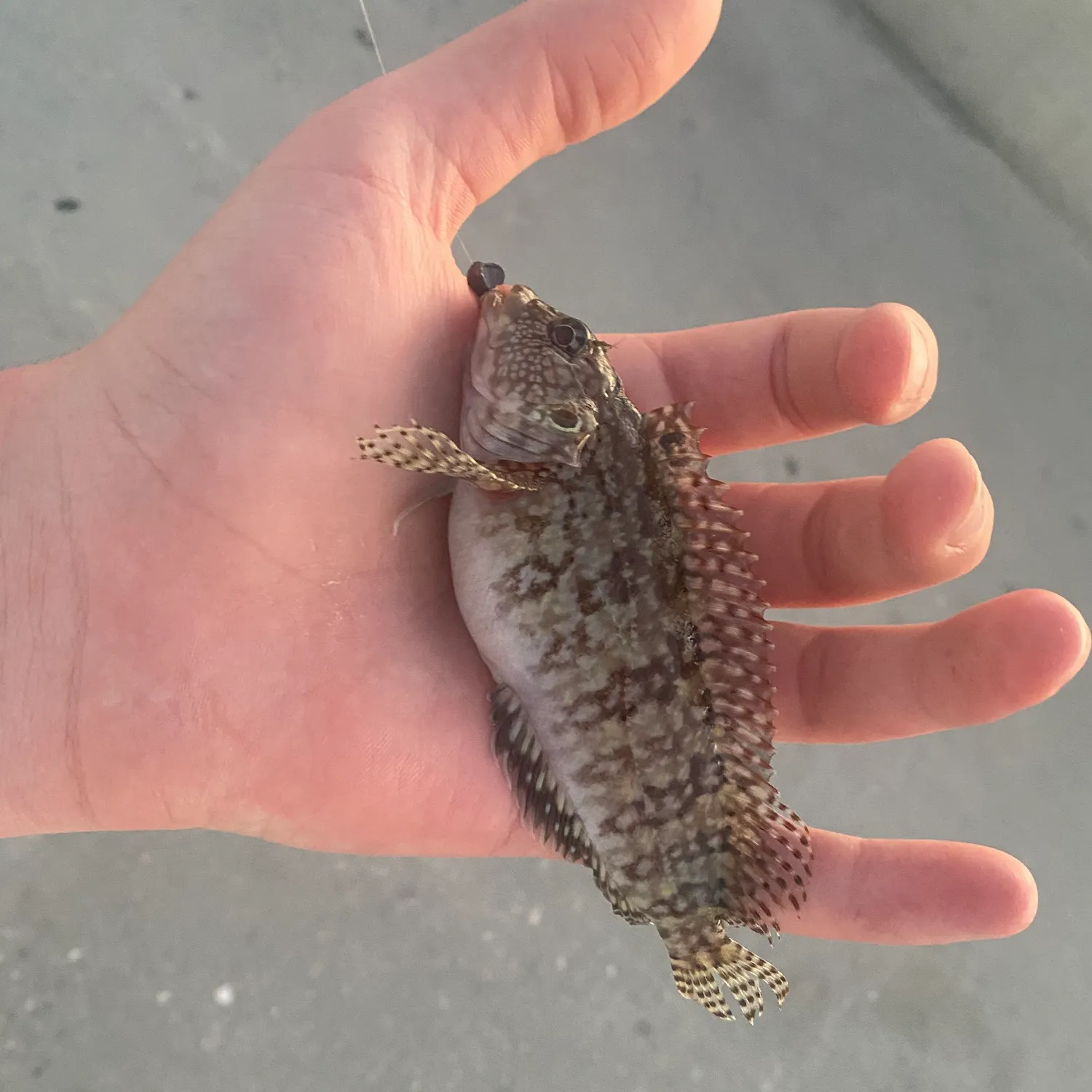 The most recent Shorthorn sculpin catches on Fishbrain