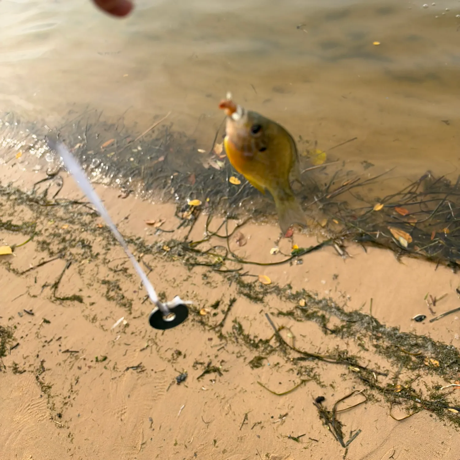 Bluegill caught on Fishbrain