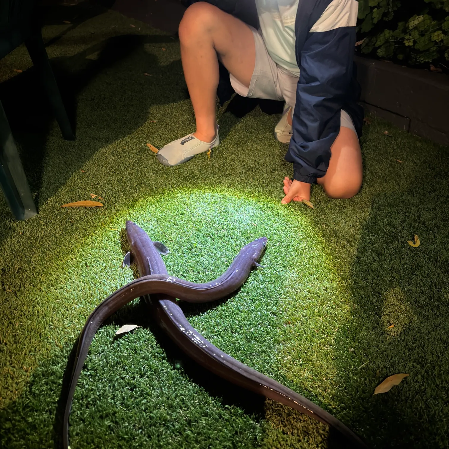 The most recent Common pike conger catches on Fishbrain