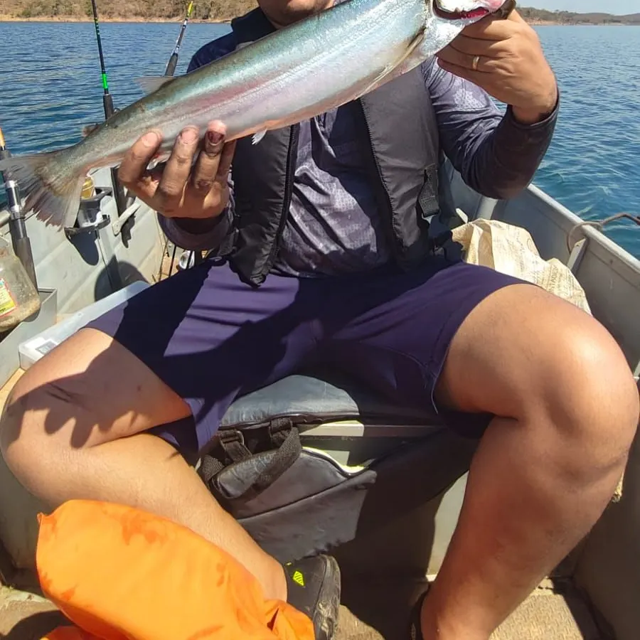 The most recent Vampire fish catches on Fishbrain