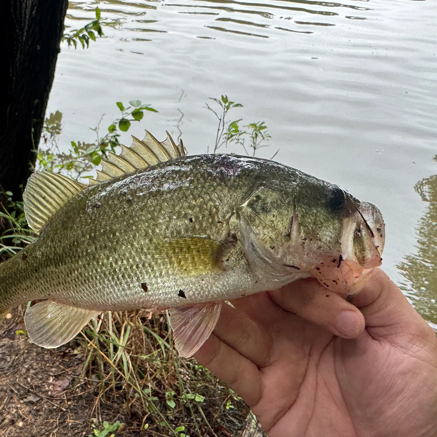 Largemouth bass caught on Fishbrain