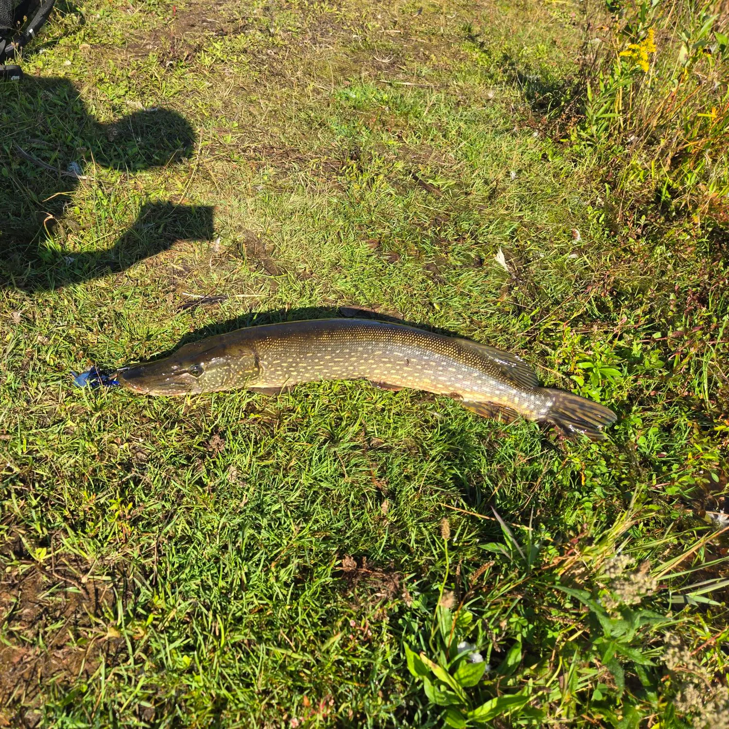 Northern pike caught on Fishbrain