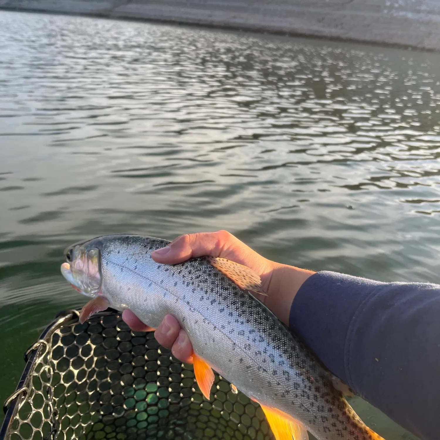 Cutthroat trout caught on Fishbrain