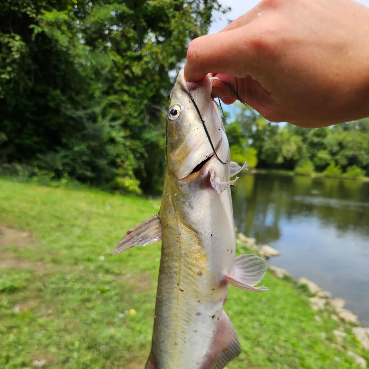 Channel catfish caught on Fishbrain
