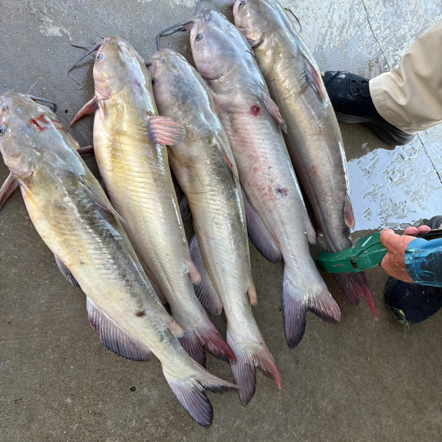 Channel catfish caught on Fishbrain