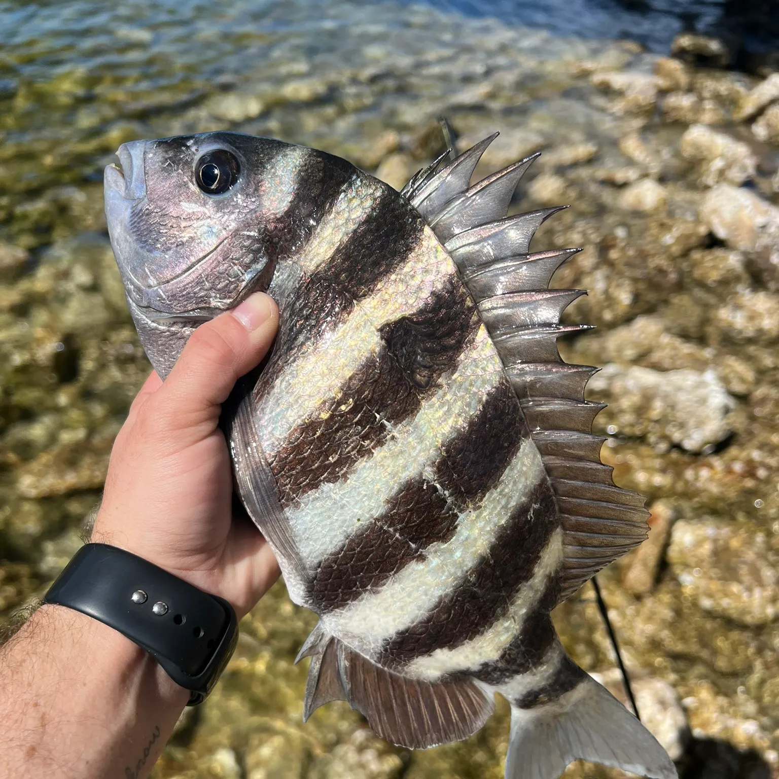 The most recent Sheepshead catches on Fishbrain