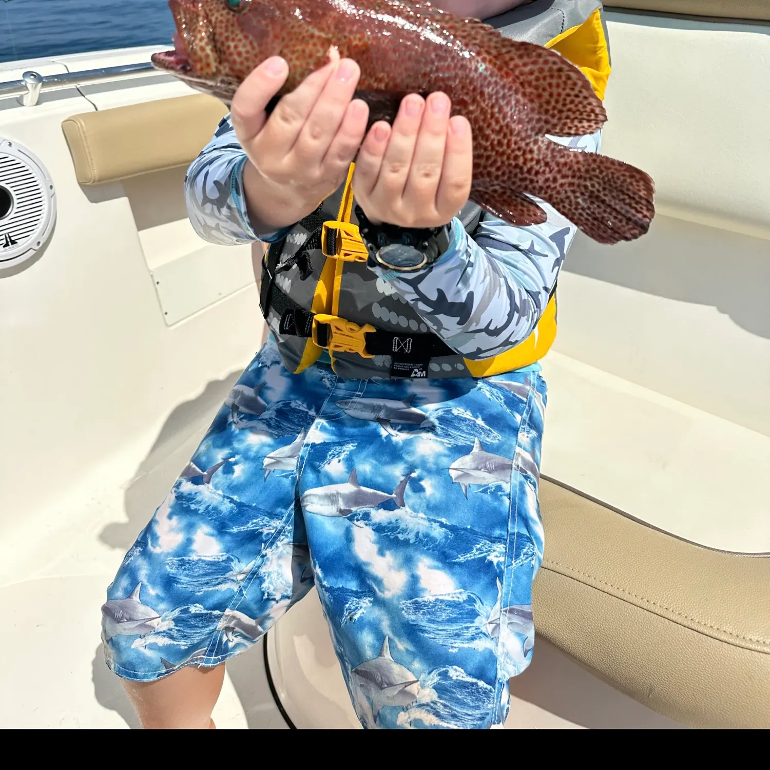 The most recent Greasy grouper catches on Fishbrain