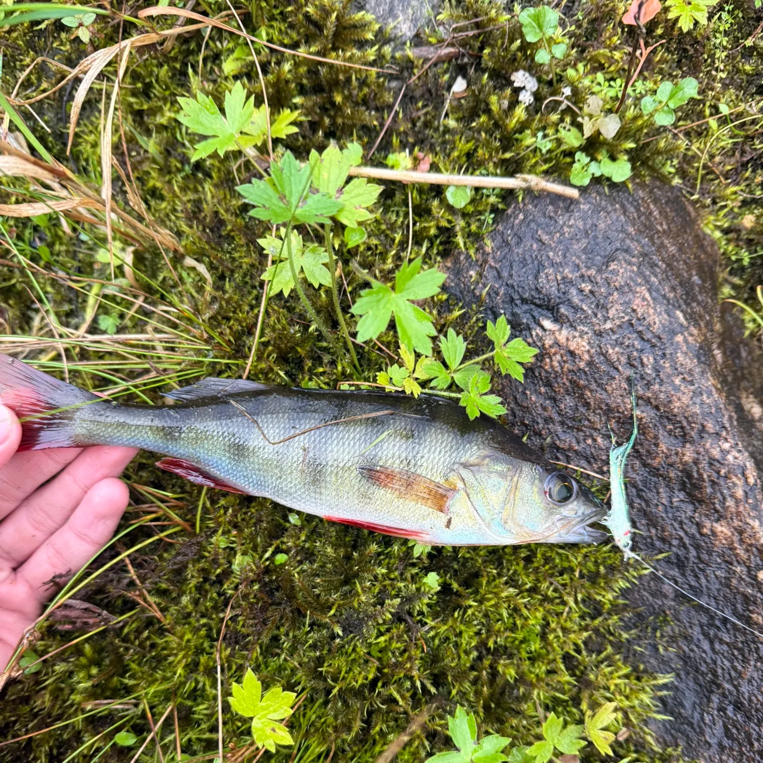 European perch caught on Fishbrain