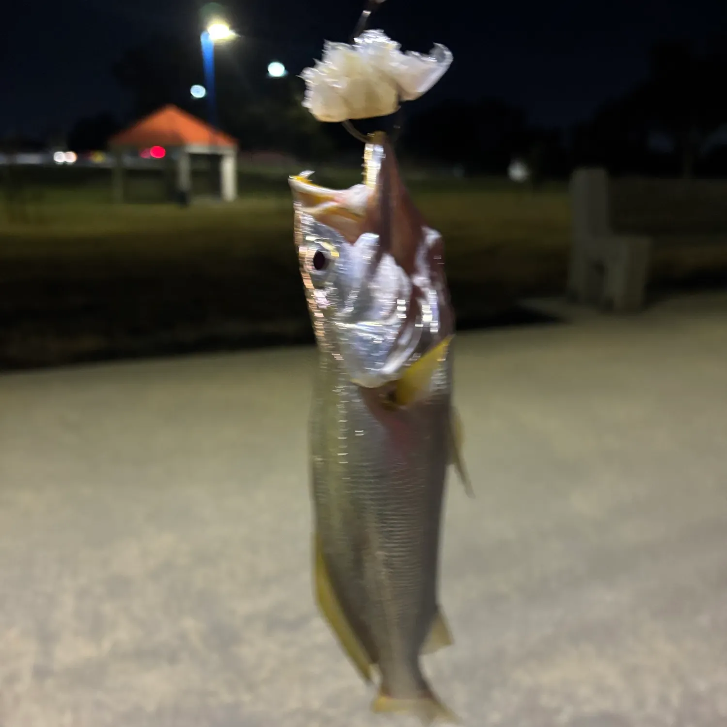 Sand seatrout caught on Fishbrain