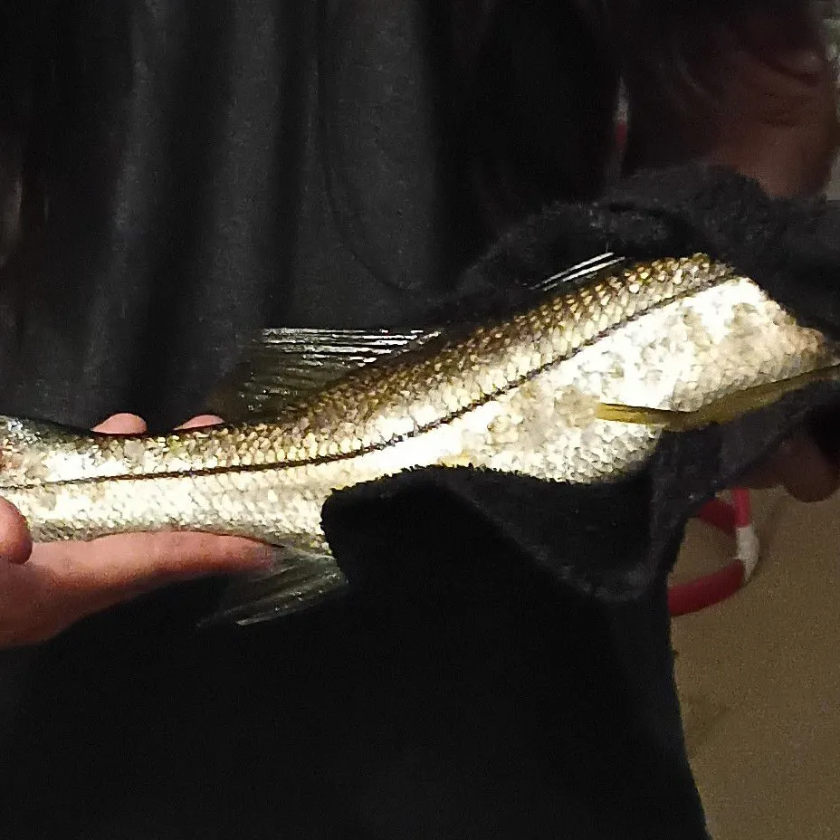 Common snook caught on Fishbrain