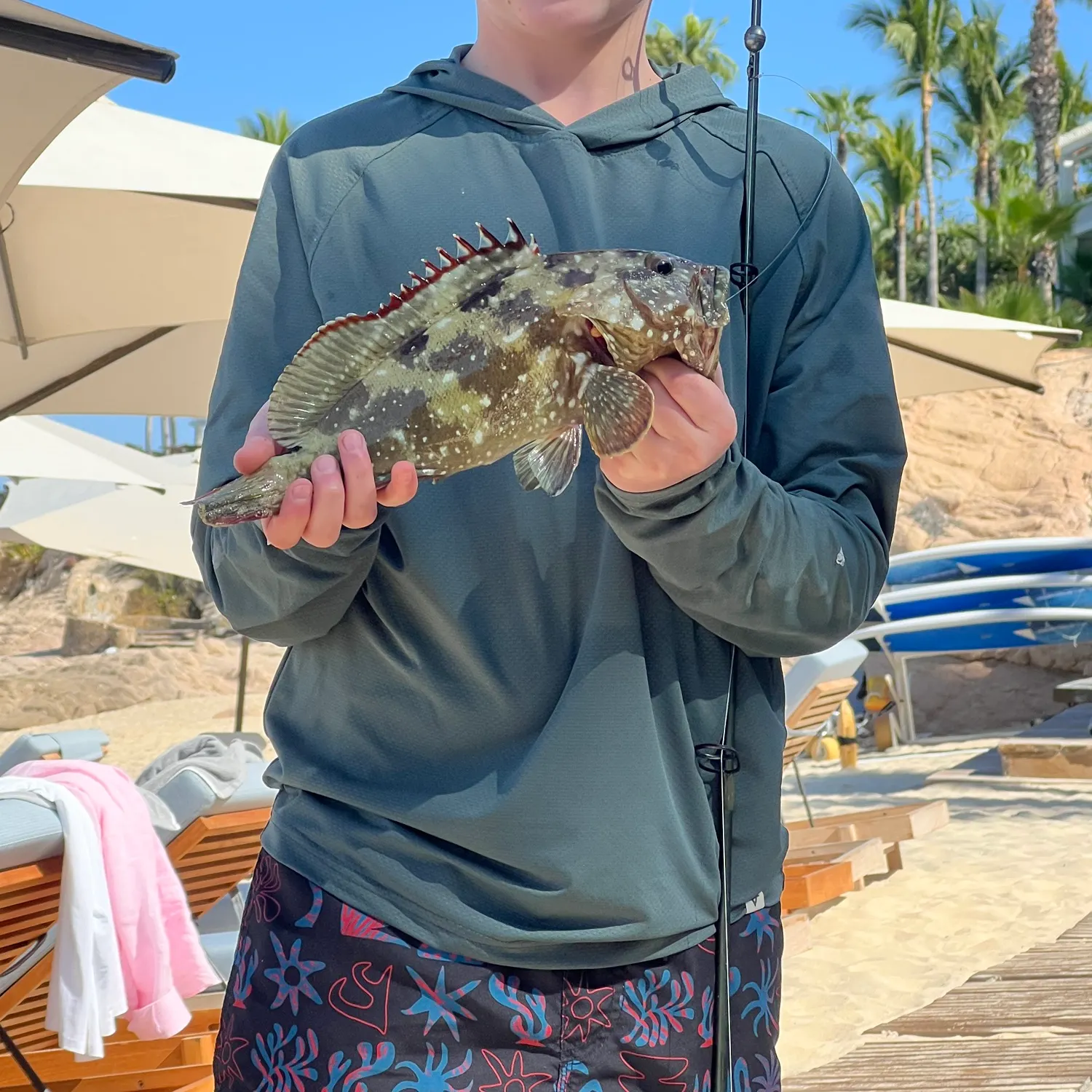 The most recent Gulf grouper catches on Fishbrain