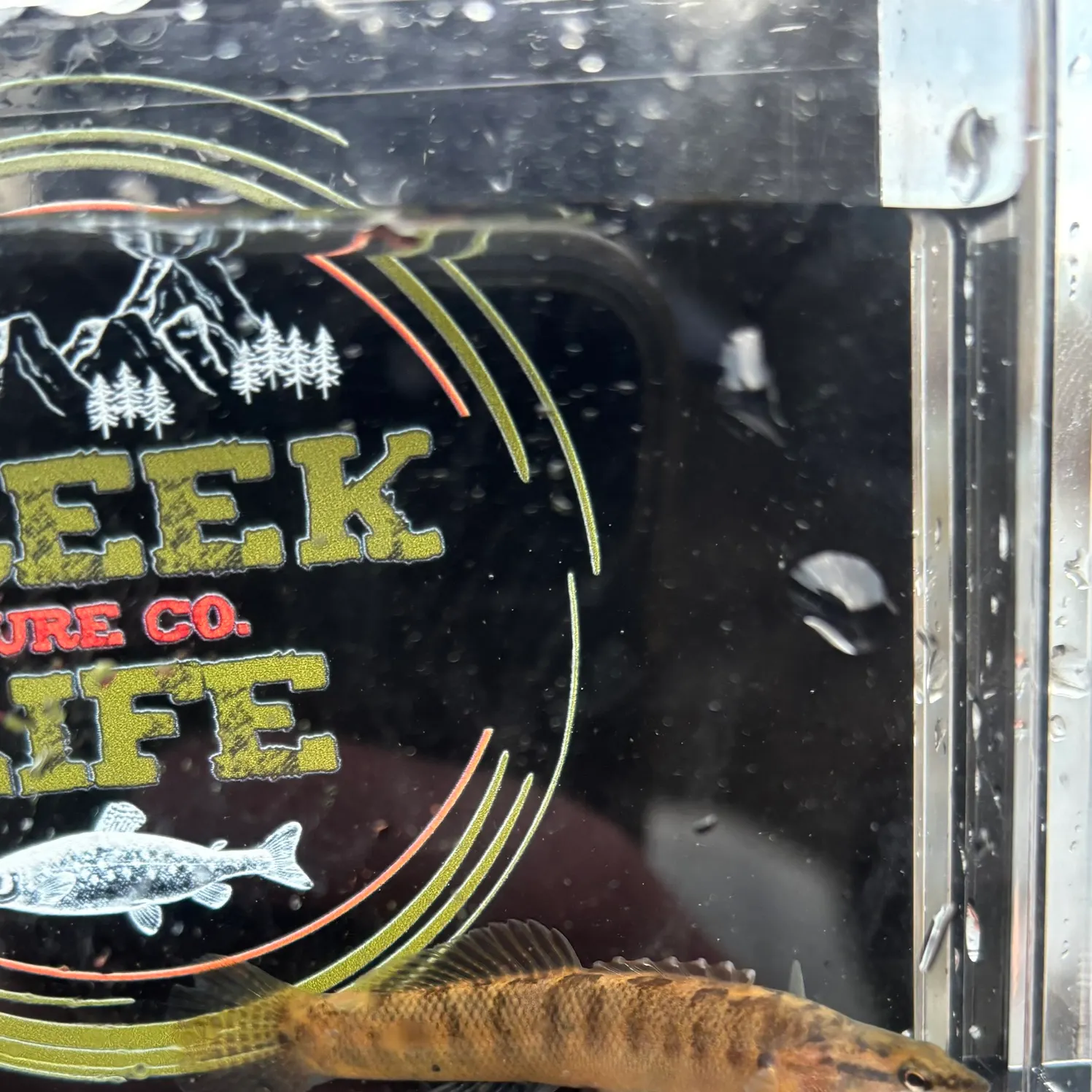 The most recent Fantail darter catches on Fishbrain