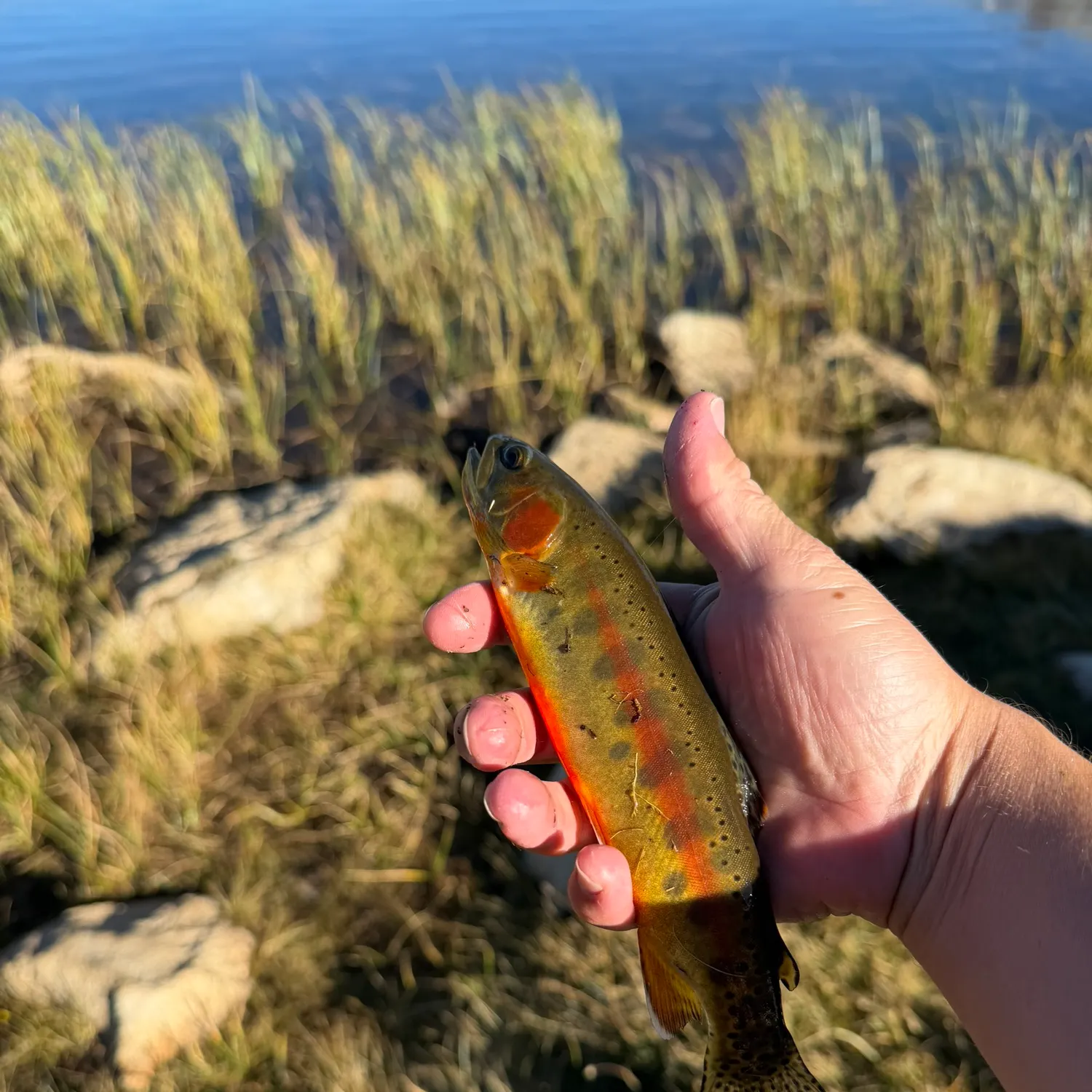 Golden trout caught on Fishbrain