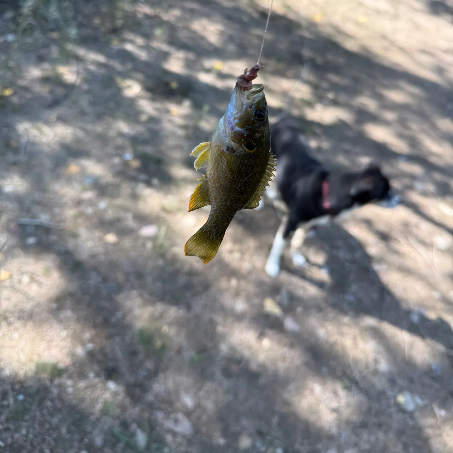 Green sunfish caught on Fishbrain