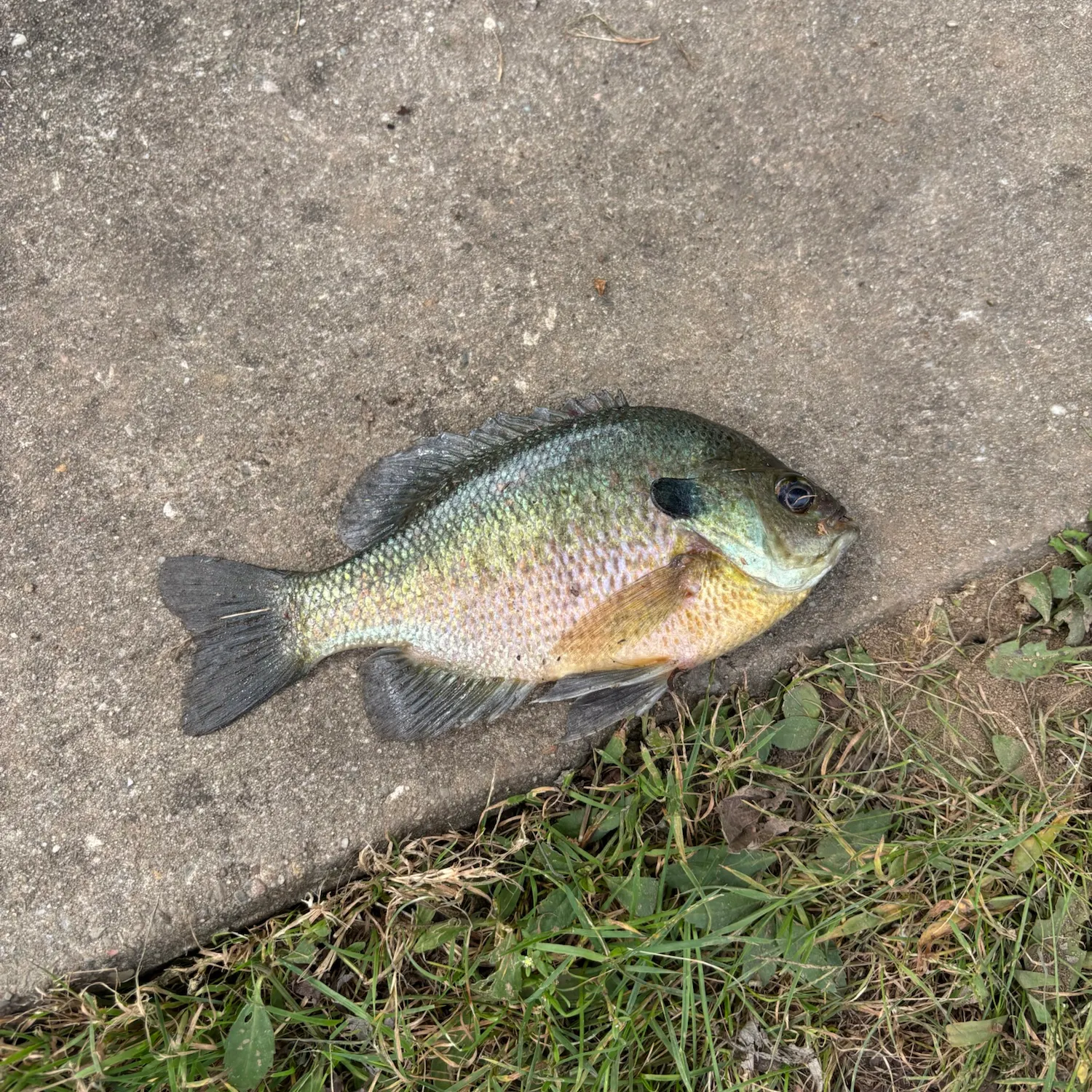 Bluegill caught on Fishbrain