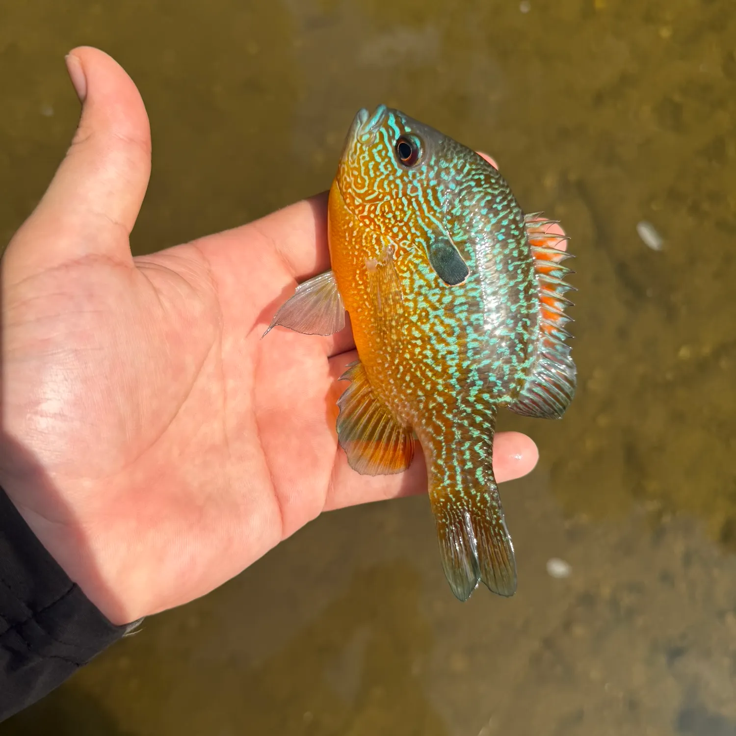 Longear sunfish caught on Fishbrain
