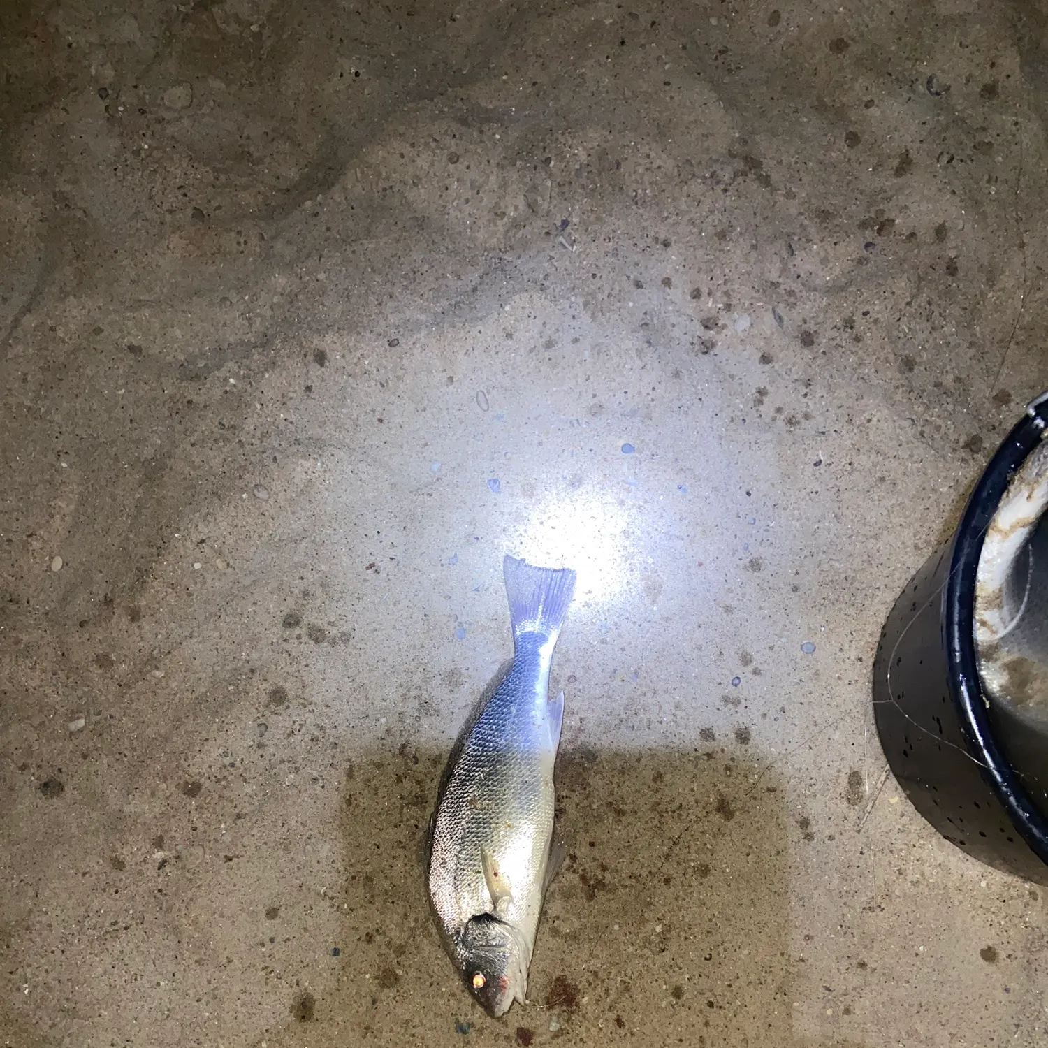 The most recent Cassava croaker catches on Fishbrain