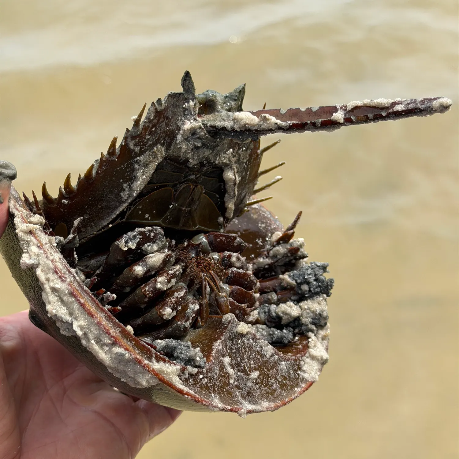 The most recent Atlantic horseshoe crab catches on Fishbrain