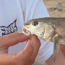 California corbina caught on Fishbrain