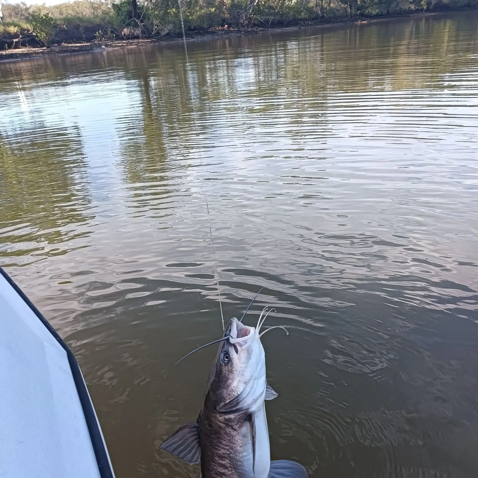 The most recent Blue salmon catfish catches on Fishbrain