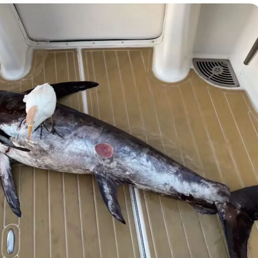 The most recent Swordfish catches on Fishbrain