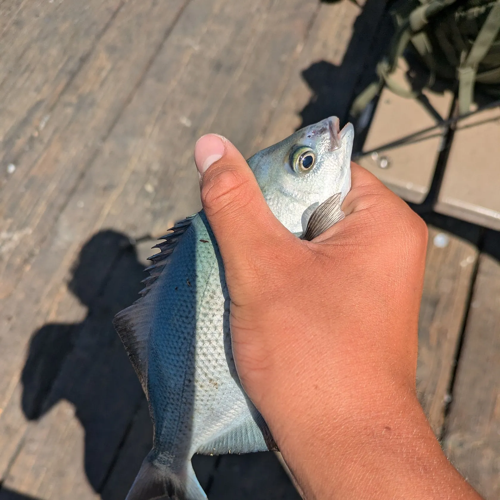 The most recent Halfmoon catches on Fishbrain