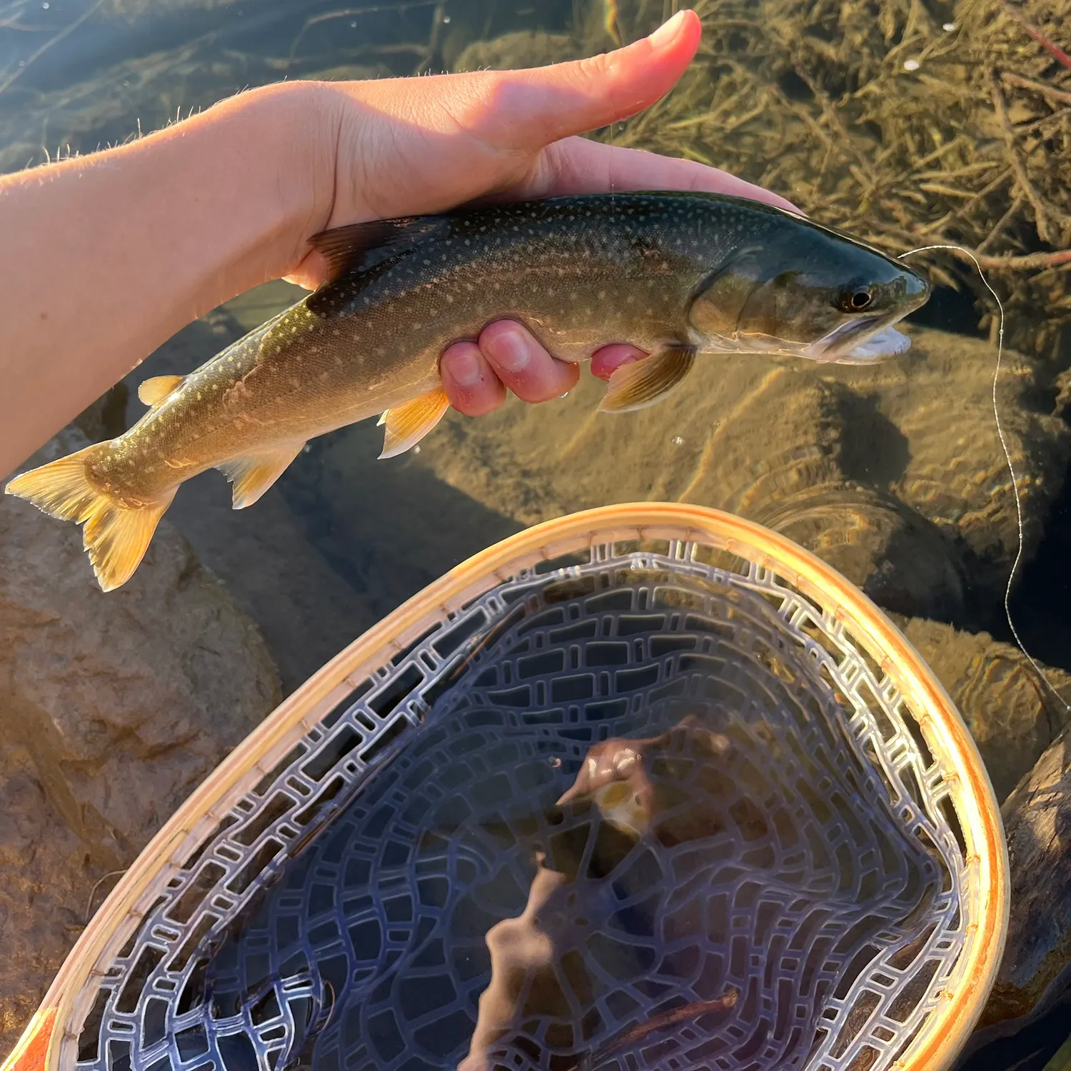 Bull trout caught on Fishbrain
