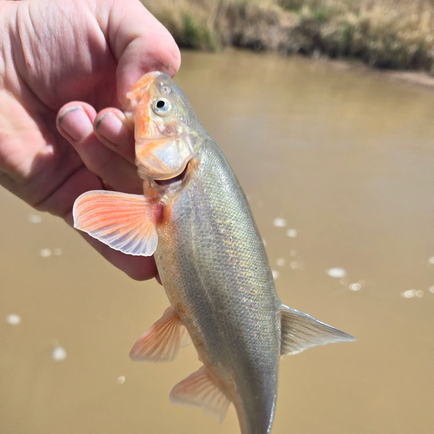 most liked catch image