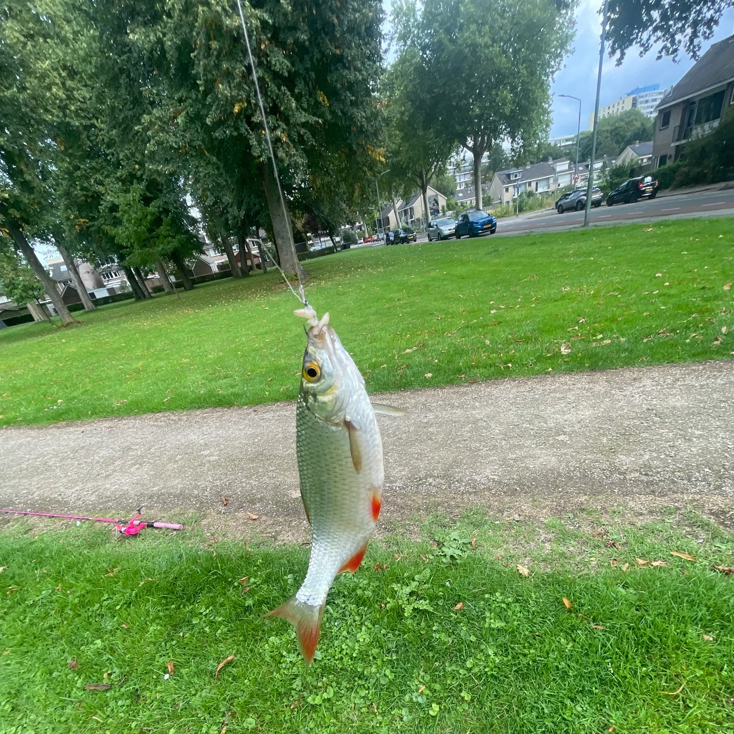 Common rudd caught on Fishbrain