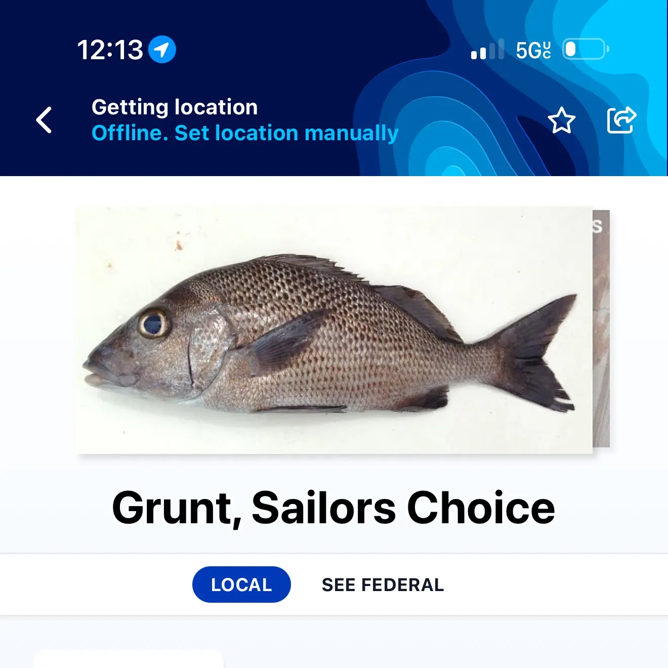 The most recent Sailor's choice grunt catches on Fishbrain