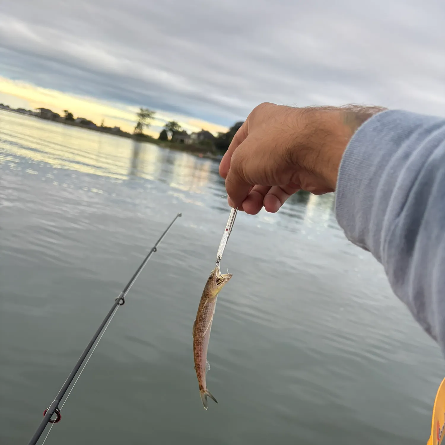 Inshore lizardfish caught on Fishbrain
