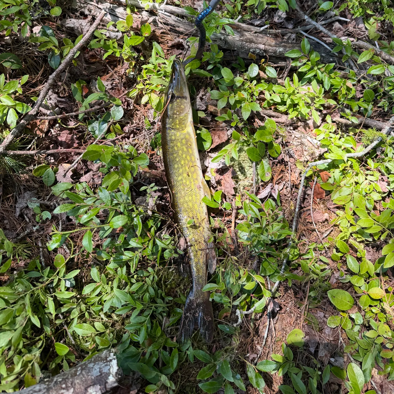 Chain pickerel caught on Fishbrain