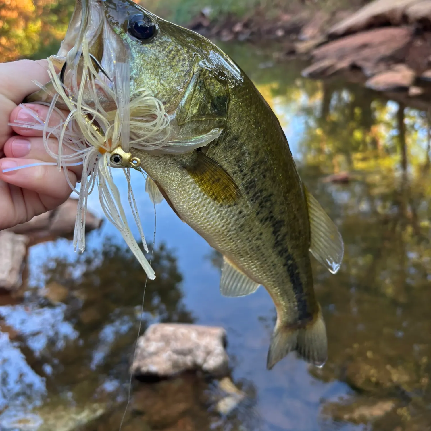 Largemouth bass caught on Fishbrain