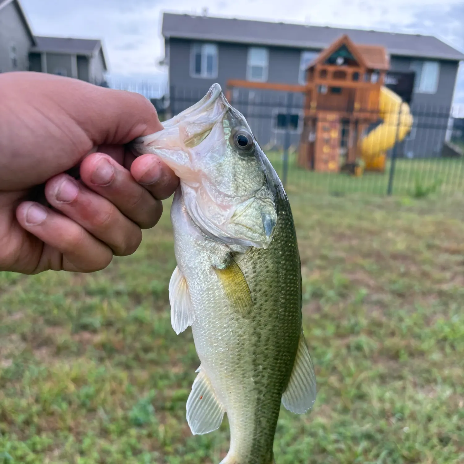 Fish caught on Fishbrain