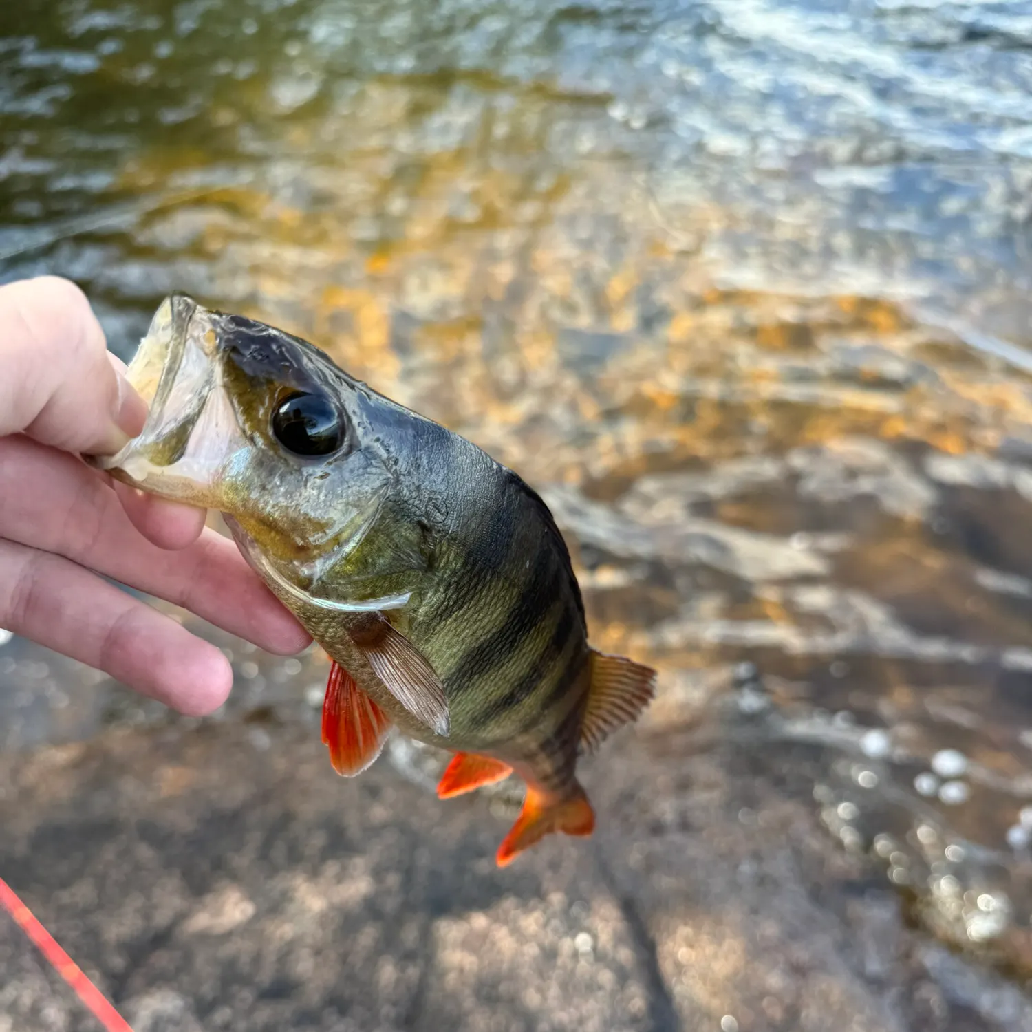 European perch caught on Fishbrain