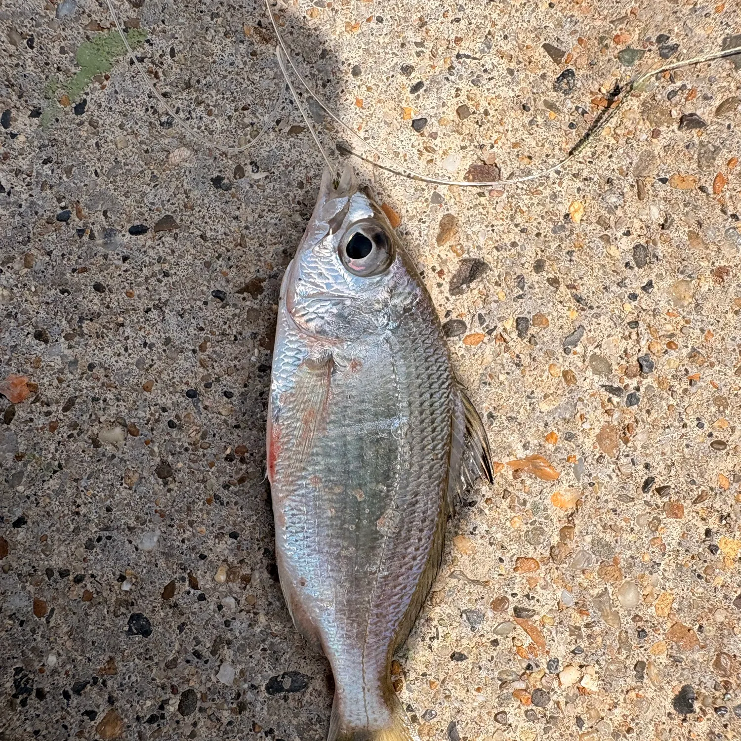 The most recent Tidewater mojarra catches on Fishbrain