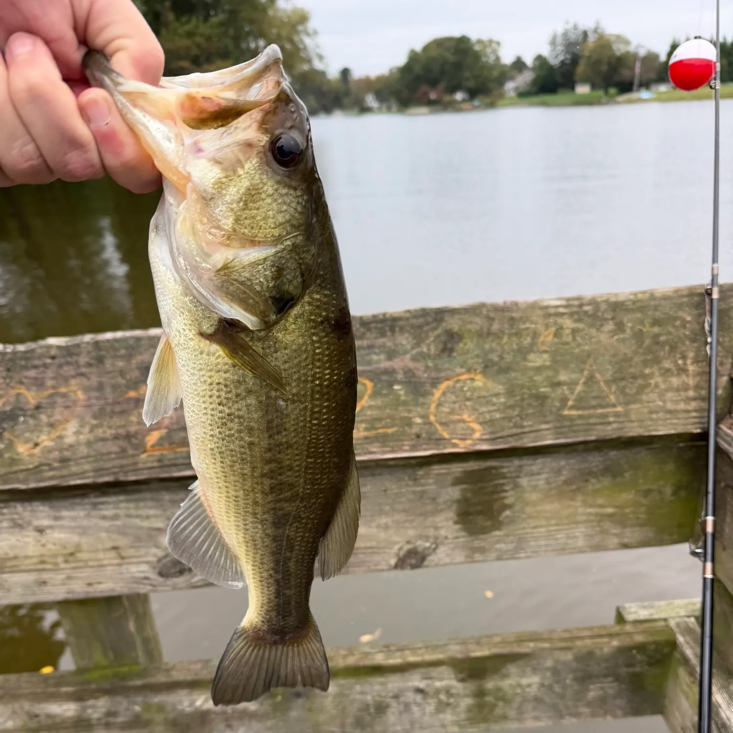 Largemouth bass caught on Fishbrain