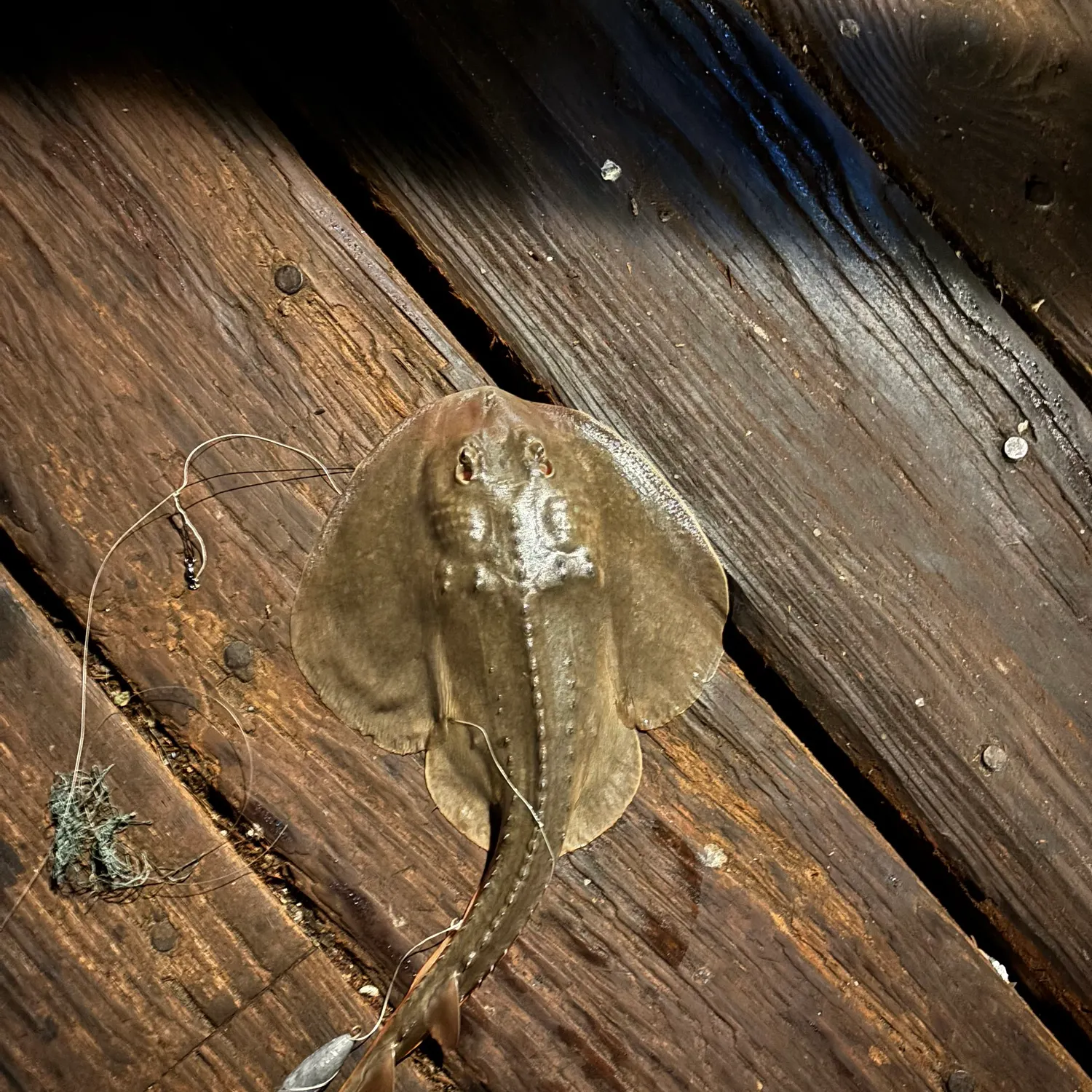 Thornback guitarfish caught on Fishbrain