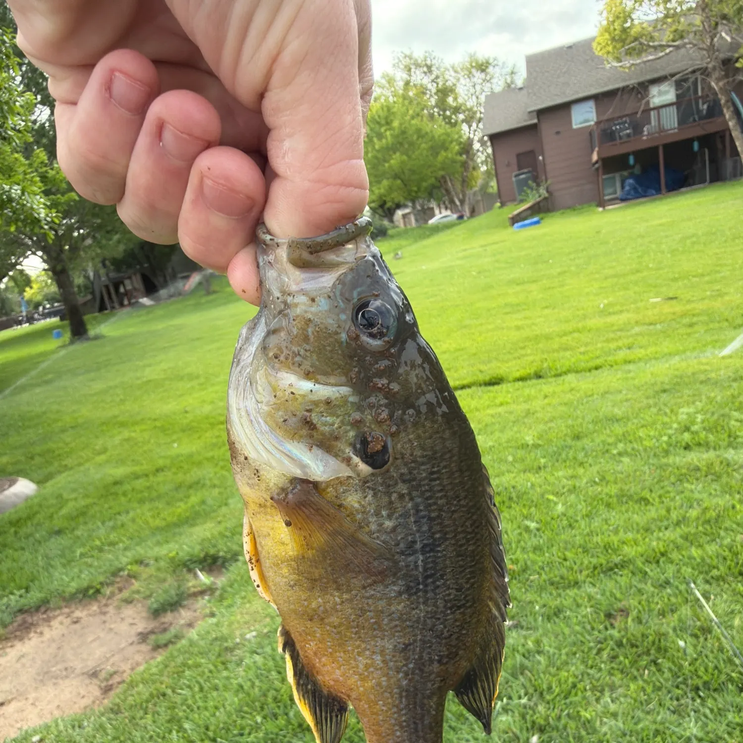 The most recent Green sunfish catches on Fishbrain
