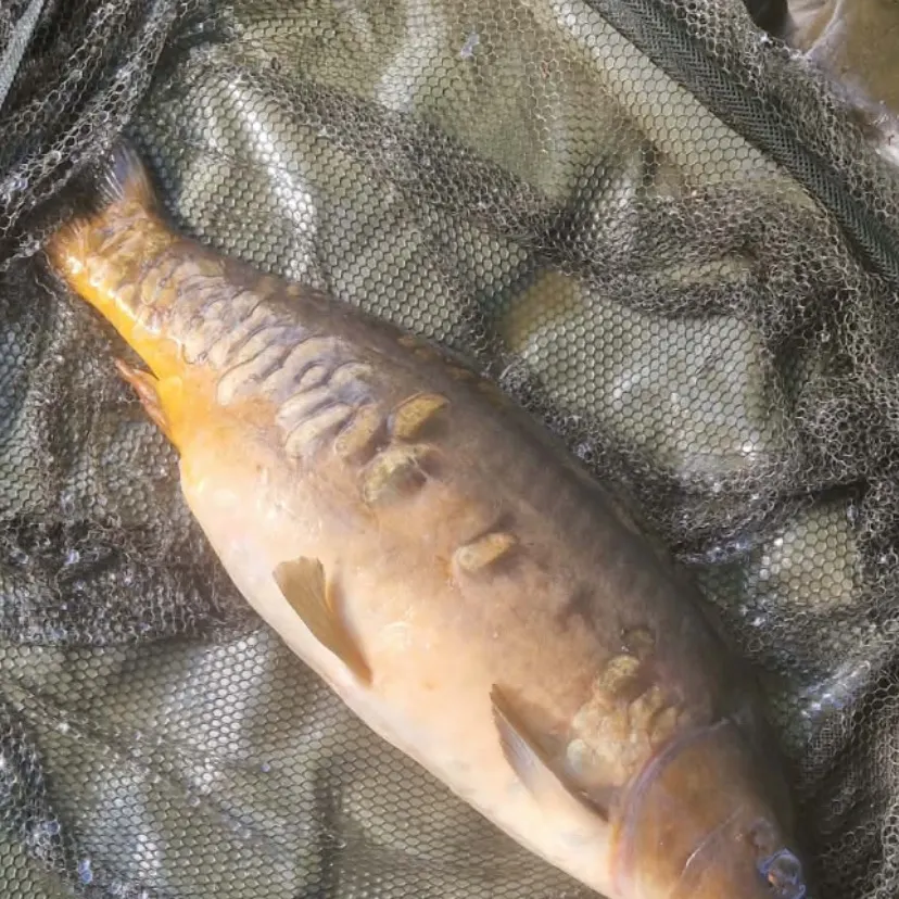 Mirror carp caught on Fishbrain