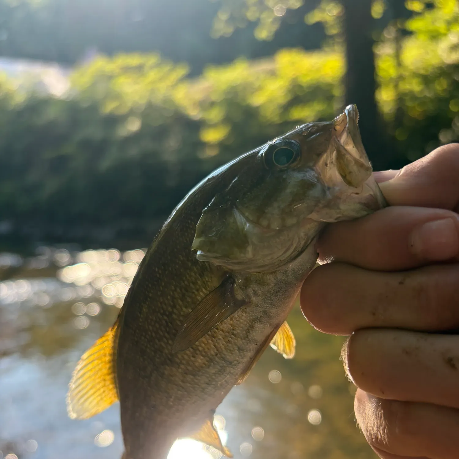 Smallmouth bass caught on Fishbrain