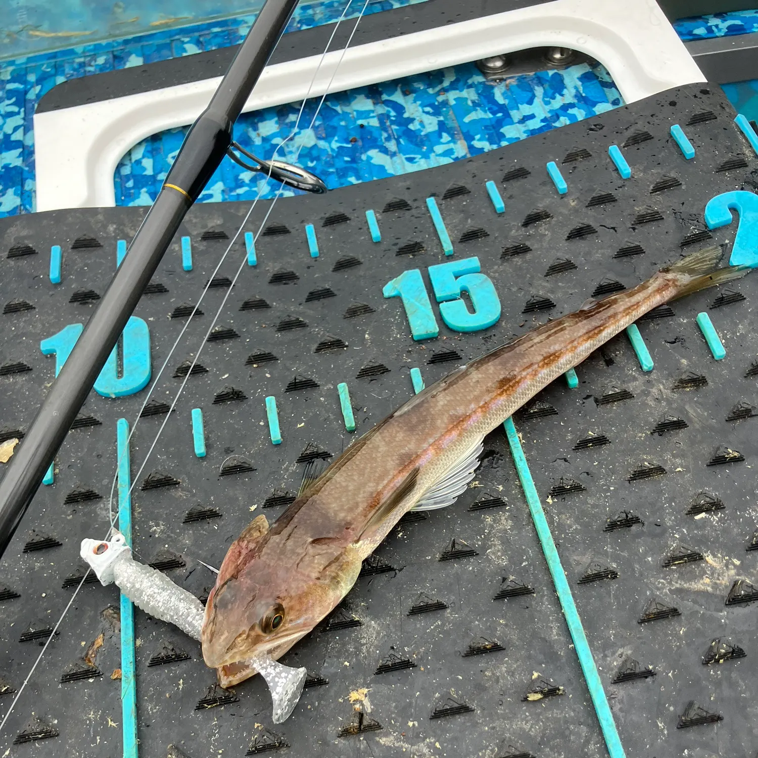 The most recent California lizardfish catches on Fishbrain