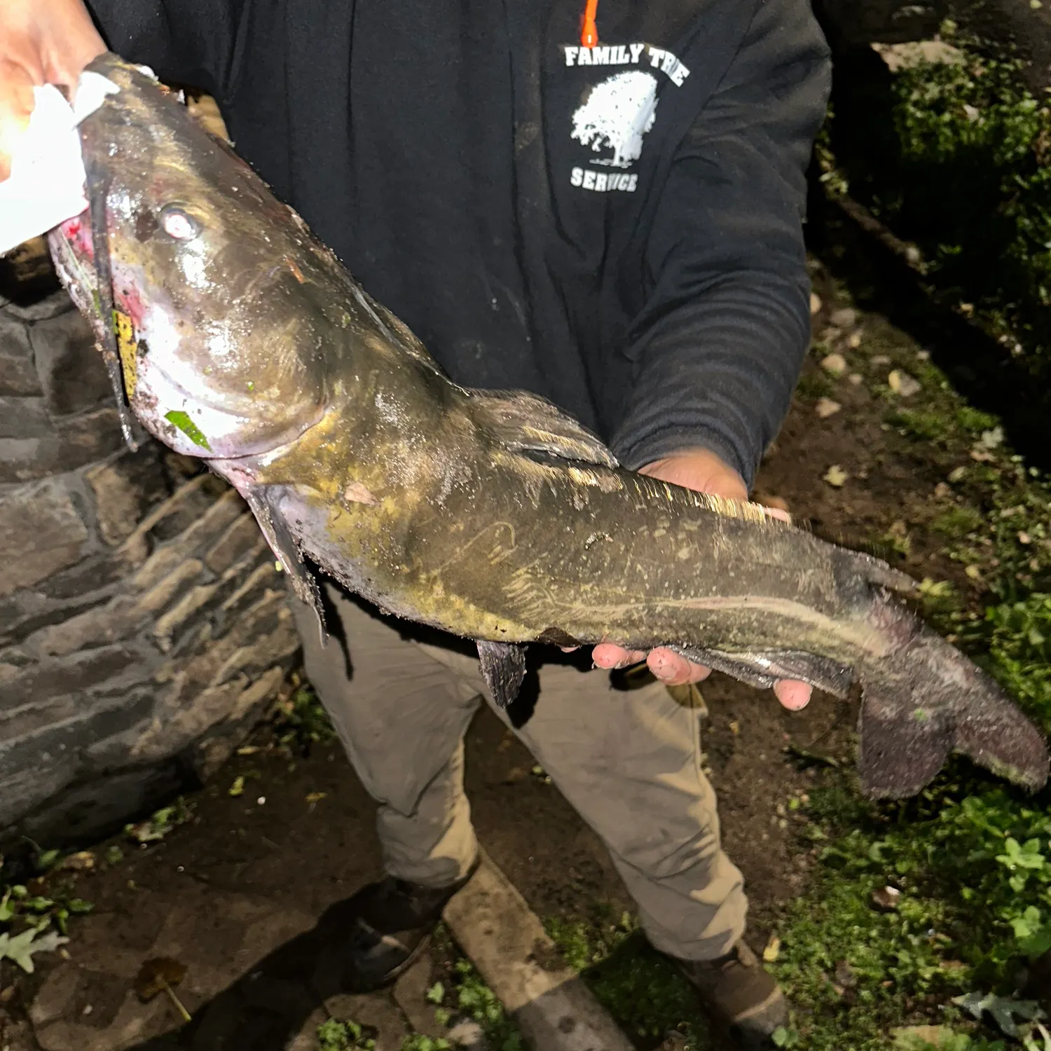 Channel catfish caught on Fishbrain